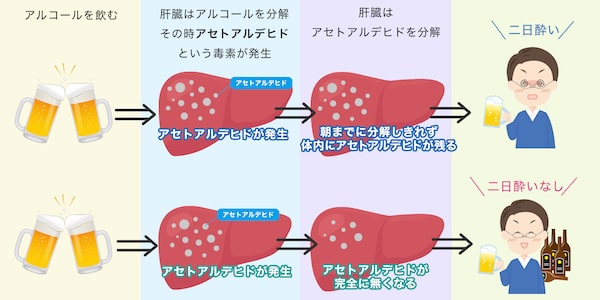 アルコールの分解プロセス