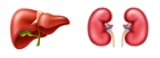 肝臓と腎臓